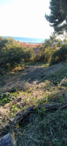 Photo de galerie - Tonte de pelouse - Débroussaillage