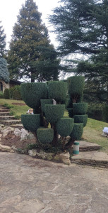 Photo de galerie - Taille en pompon