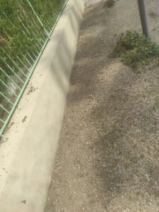 Photo de galerie - Désherbage 
