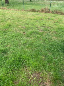 Photo de galerie - Tonte de pelouse et débroussaillage 