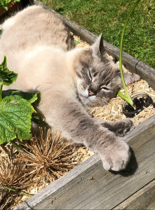 Photo de galerie - Pixel dans le jardin