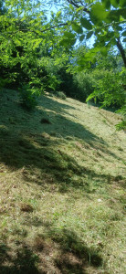 Photo de galerie - Débrousaillage après 