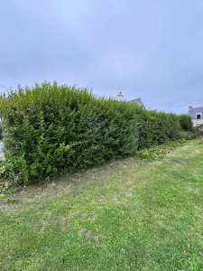 Photo de galerie - Taille de haies et d'arbustes