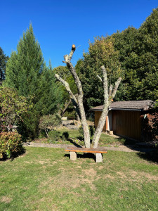 Photo de galerie - Elagage et coupe d'arbres