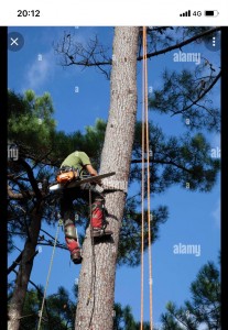 Photo de galerie - Elagage et coupe d'arbres