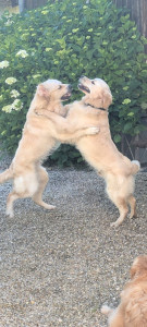 Photo de galerie - AMANI ET AXO