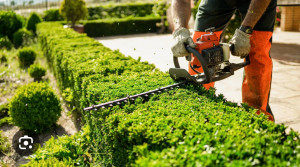 Photo de galerie - Service d’élagage