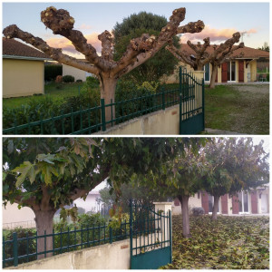 Photo de galerie - Elagage et coupe d'arbres