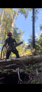 Photo de galerie - Elagage et coupe d'arbres