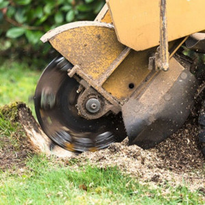 Photo de galerie - Elagage et coupe d'arbres