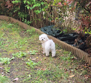 Photo de galerie - Naya, bébé Bichon qui découvre la vie ?