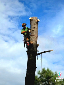 Photo de galerie - Elagage et coupe d'arbres