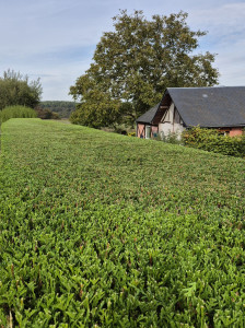 Photo de galerie - Taille de haie