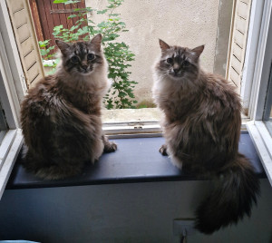 Photo de galerie - Mes 2 chats