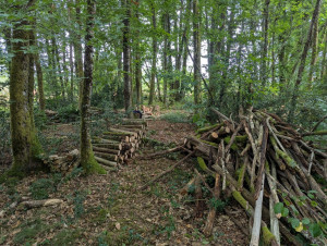 Photo de galerie - Entretient de foret 