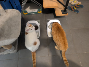 Photo de galerie - TITOU ET TOFFEE