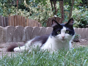 Photo de galerie - Chapinou Dans Le Jardin