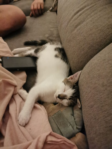 Photo de galerie - Mecca mon petit chaton de 2 mois
