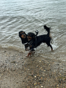 Photo de galerie - Balade de vos chiens 