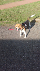 Photo de galerie - Garde à mon domicile d'un Beagle pendant une semaine.