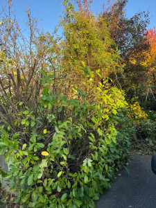 Photo de galerie - Taille de haie