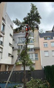 Photo de galerie - 
abattage arbre
