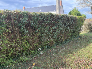 Photo de galerie - Taille de haie varié