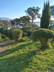 Photo de galerie - Taille arbustre 