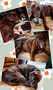 Photo de galerie - Garde animaux