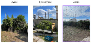 Photo de galerie - Élagage, taille et enlèvement des déchets vers