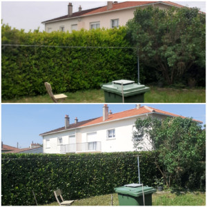 Photo de galerie - Taille de haies et d'arbustes