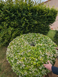 Photo de galerie - Taille de haies et d'arbustes