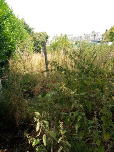 Photo de galerie - Tonte de pelouse - Débroussaillage