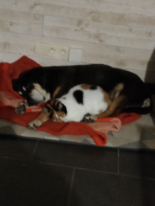 Photo de galerie - J'habite une maison avec un grand 
 terrain et je suis propriétaire de chien et chat très sociable depuis plusieurs années.