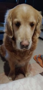 Photo de galerie - Golda, très gentil golden qui aime la compagnie 