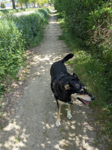 Photo de galerie - Garde chien