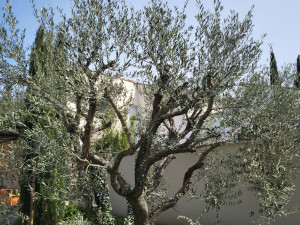Photo de galerie - Paysagiste - Aménagement du jardin