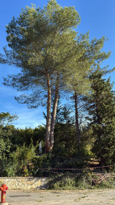 Photo de galerie - élagage et abbatage d'arbres 
