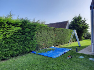 Photo de galerie - Taille de haie 