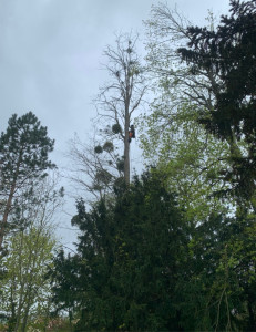 Photo de galerie - Elagage et coupe d'arbres