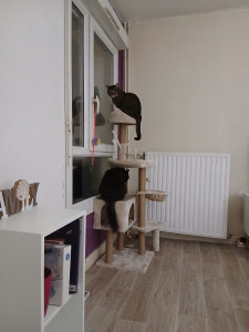 Photo de galerie - Garde chat 