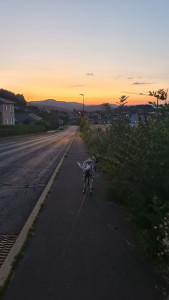 Photo de galerie - Garde et promenade de chien et chat,
mais pas que !
je peux aussi m'occuper de rongeur ou même de reptile ?