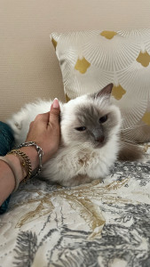Photo de galerie - Garde chats 