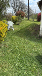 Photo de galerie - Tonte de pelouse débroussaillage avec les utiles nécessaires 