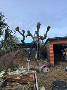 Photo de galerie - Elagage et coupe d'arbres