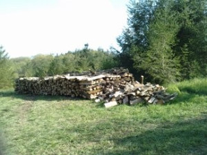 Photo de galerie - Elagage et coupe d'arbres