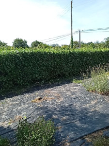 Photo de galerie - Taille de haies et d'arbustes