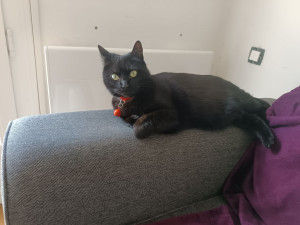 Photo de galerie - Garde animaux