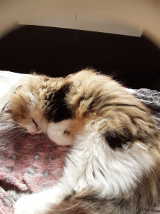 Photo de galerie - Mon petit amour 