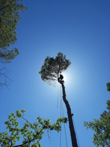 Photo de galerie - Elagage et coupe d'arbres